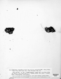 Lichenomphalia umbellifera image